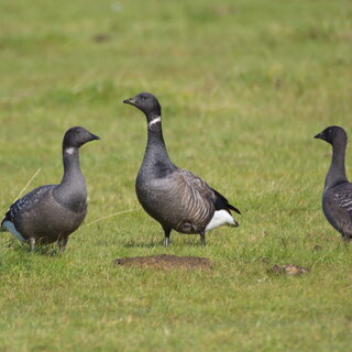 Gänseführung_HHK_Christel Grave