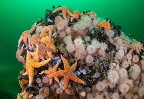 Die wilde Nordsee - Natur, die sich nicht zähmen lässt