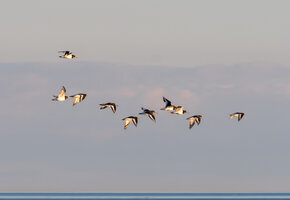 Vogelkundliche F&uuml;hrung