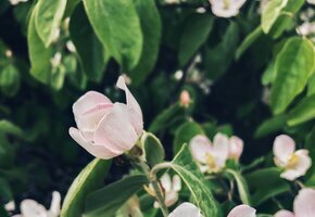 Kirschblüte