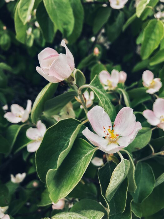 Kirschblüte