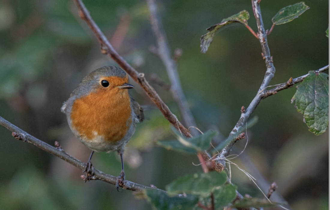 "Gesang der Rotkehlchen"