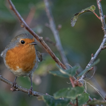 "Gesang der Rotkehlchen"
