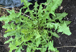 Kleine Wildpflanzen-Entdecker (4-6 Jahre)