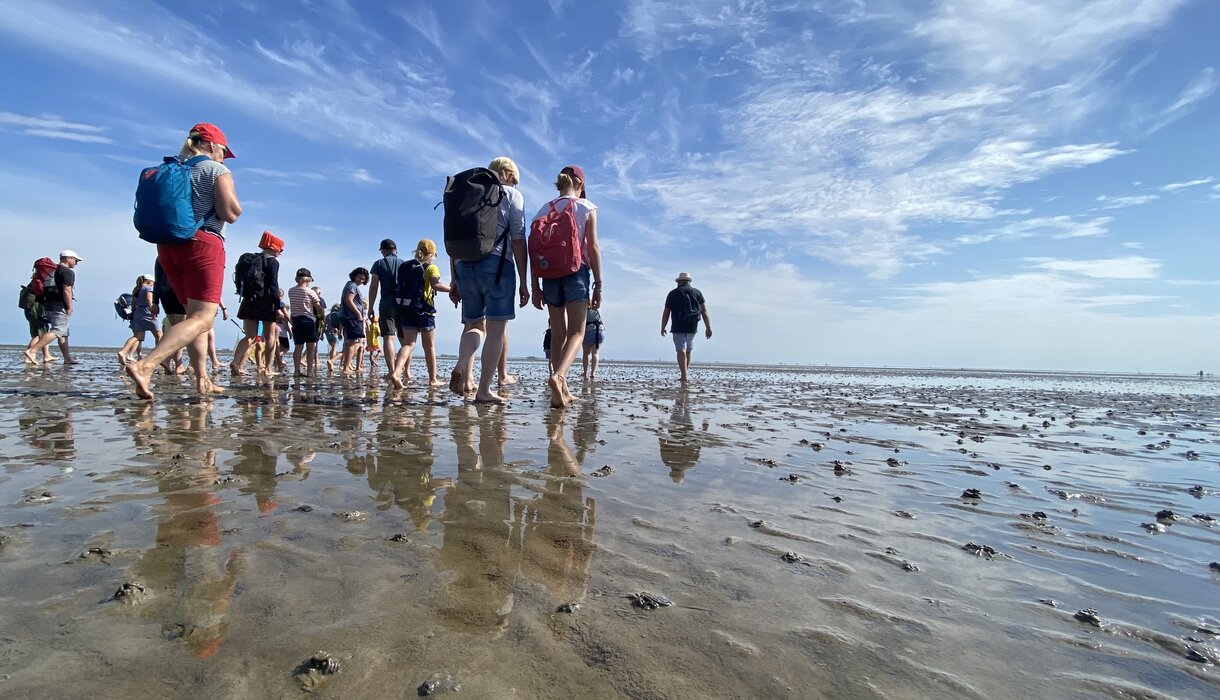 Naturkundliche Wattwanderung im Nieblumer Watt