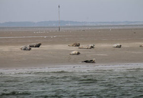 Gro&szlig;e Halligmeer-Kreuzfahrt Hallig Gr&ouml;de &ndash; Seetierfang &ndash; Seehundsb&auml;nke mit MS "Hauke Haien"