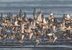 Trauminsel des Vogelzugs &ndash; Tagestour zur Insel Amrum