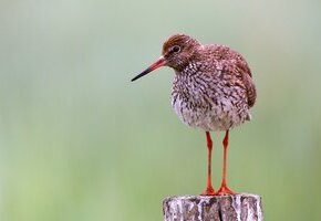 Die Vogelwelt Amrums in Steenodde