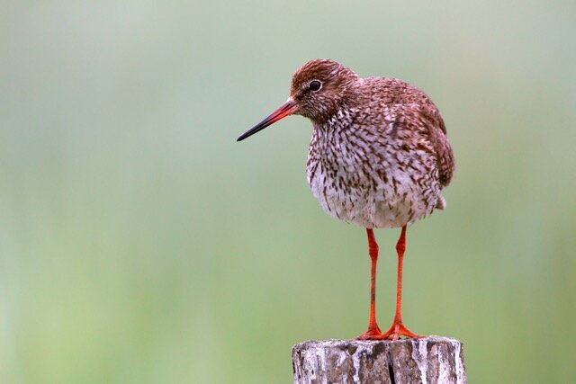 Die Vogelwelt Amrums in Steenodde