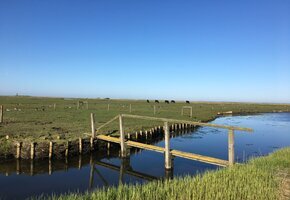 Wattwanderung Halligtraumtour Oland und Langeneß – Die 2-Hallig Tour