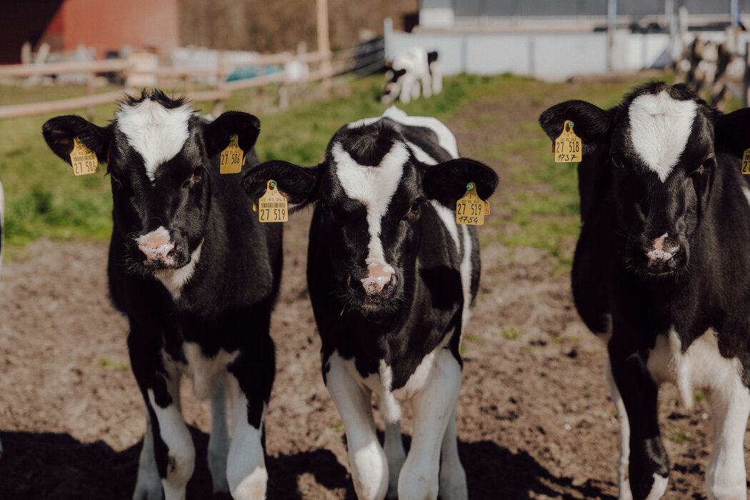 Drei Kälber stehen in der Sonne auf der Weide