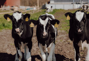 Drei Kälber stehen in der Sonne auf der Weide