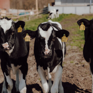 Drei Kälber stehen in der Sonne auf der Weide