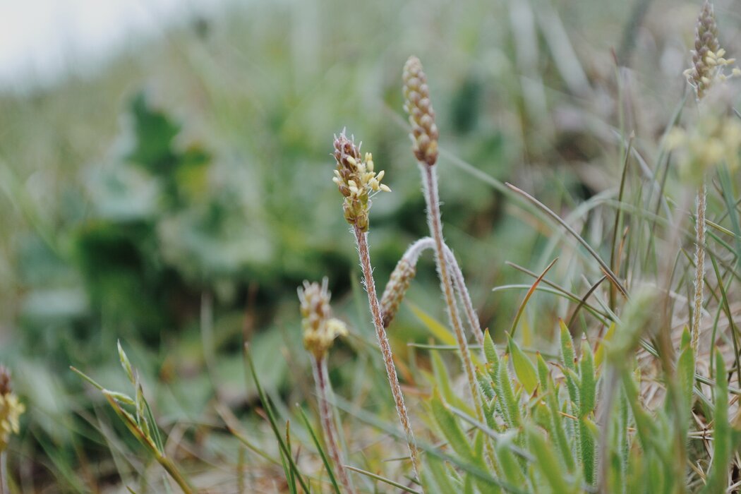 Wildkr&auml;uter auf F&ouml;hr &ndash; Natur entdecken & genie&szlig;en
