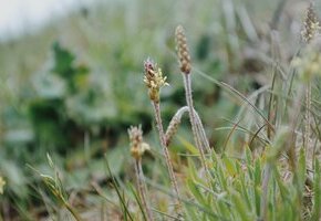 Wildkr&auml;uter auf F&ouml;hr &ndash; Natur entdecken & genie&szlig;en