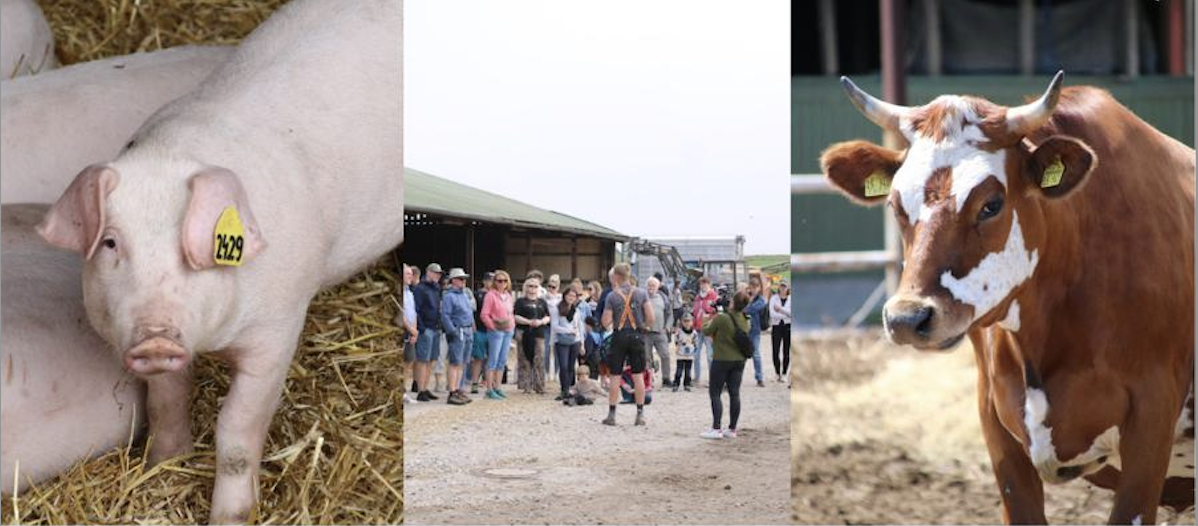 Sommerfest auf dem Hof Martinen