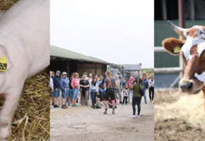 Sommerfest auf dem Hof Martinen