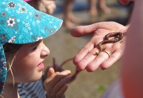 Weltnaturerbe-Wattexkursion für junge Naturforscher 
ab Nieblum mit dem Nationalpark-Wattführer