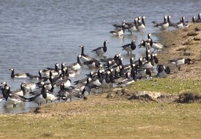 Gänseführung_HHK_Christel_Grave_1
