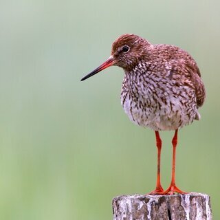 Die Vogelwelt Amrums am Kniephaken