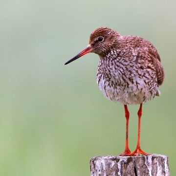 Die Vogelwelt Amrums am Kniephaken