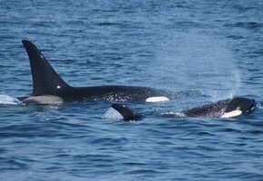 Die wilde Nordsee - Natur, die sich nicht zähmen lässt