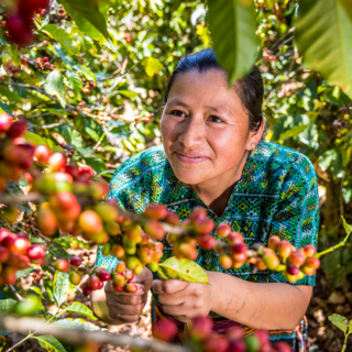 Cleotilde Luis Marroquin bei der Kaffeeernte auf ihrer Plantage in Guatemala.