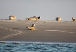 T&ouml;rn zu den Seehundb&auml;nken