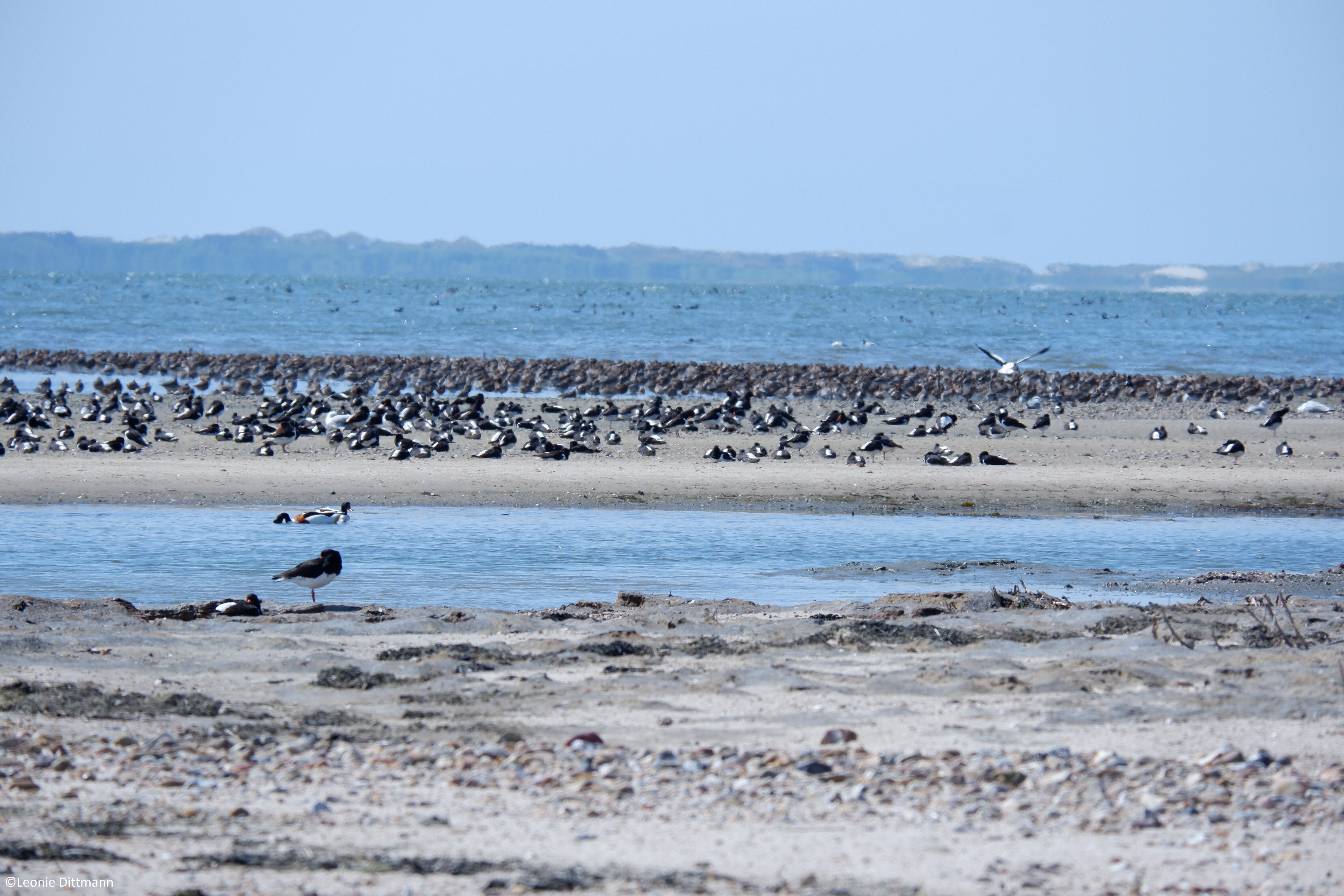Vogelkiek an der Godel – Blick in die Vogelwelt am Strand und im Watt