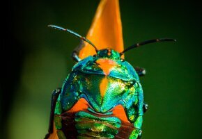 stephen-hocking-iDKN0kJHyts-unsplash Käfer