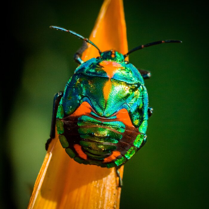 stephen-hocking-iDKN0kJHyts-unsplash Käfer