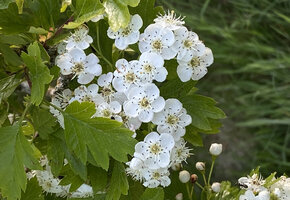 Kleine Wildpflanzen-Entdecker (4-6 Jahre)