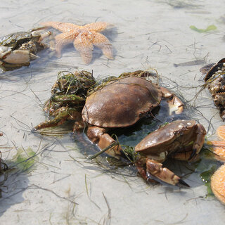 Hallig Hooge &ndash; Seetierfang &ndash; Seehundsb&auml;nke mit MS "Hauke Haien"