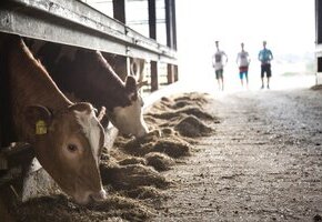 Sommerfest auf dem Hof Martinen