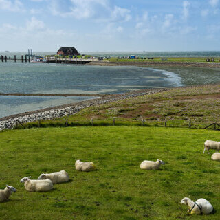 ​Tagesausflug Hallig Langene&szlig;