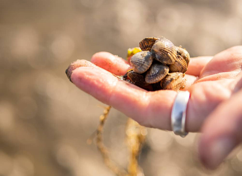 Wattwandern zwischen Föhr und Amrum mit der WATTfriesin – echt & friesisch!