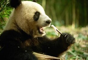 Moon, der Panda
