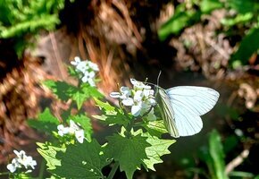 "Amrums Pflanzenwelt entdecken"