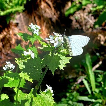 "Amrums Pflanzenwelt entdecken"