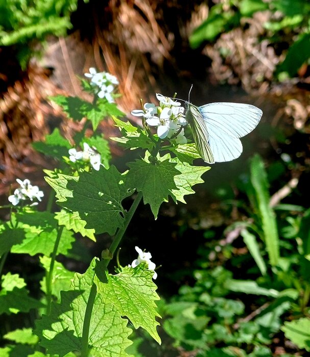 "Amrums Pflanzenwelt entdecken"
