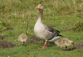 Gänseführung_HHK_Jonas_Kotlarz (2)