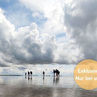 Wattwanderung von F&ouml;hr zum Festland mit Nationalparkf&uuml;hrer Matthias Hansen