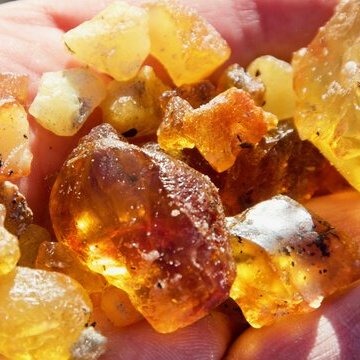 Workshop: Strandfunde bestimmen und Bernsteinschleifen -ABGESAGT-