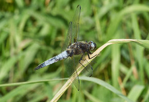 Libellula fulva_Spitenfleck_Männchen_Tollenmoor_Teich am Ostrand_2-6-26-1