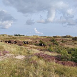 Von Galloways, Kreuzkr&ouml;ten und D&uuml;nent&auml;lern 