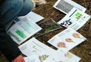 naturkundemuseum feldbiologie
