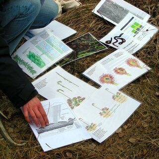 naturkundemuseum feldbiologie