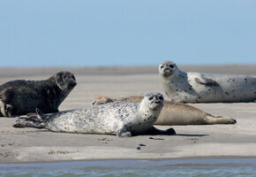 Hallig Hooge &ndash; Seetierfang &ndash; Seehundsb&auml;nke mit MS "Hauke Haien"