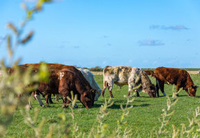 Das liebe Vieh... Weiderinder ganz nah