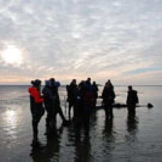 Wattwanderung zur Kormoraninsel und nach Föhr